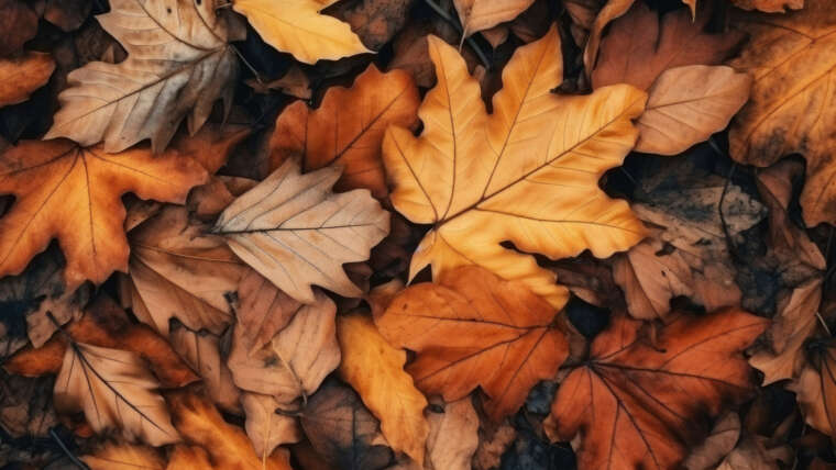 Jak przygotować skórę na jesień